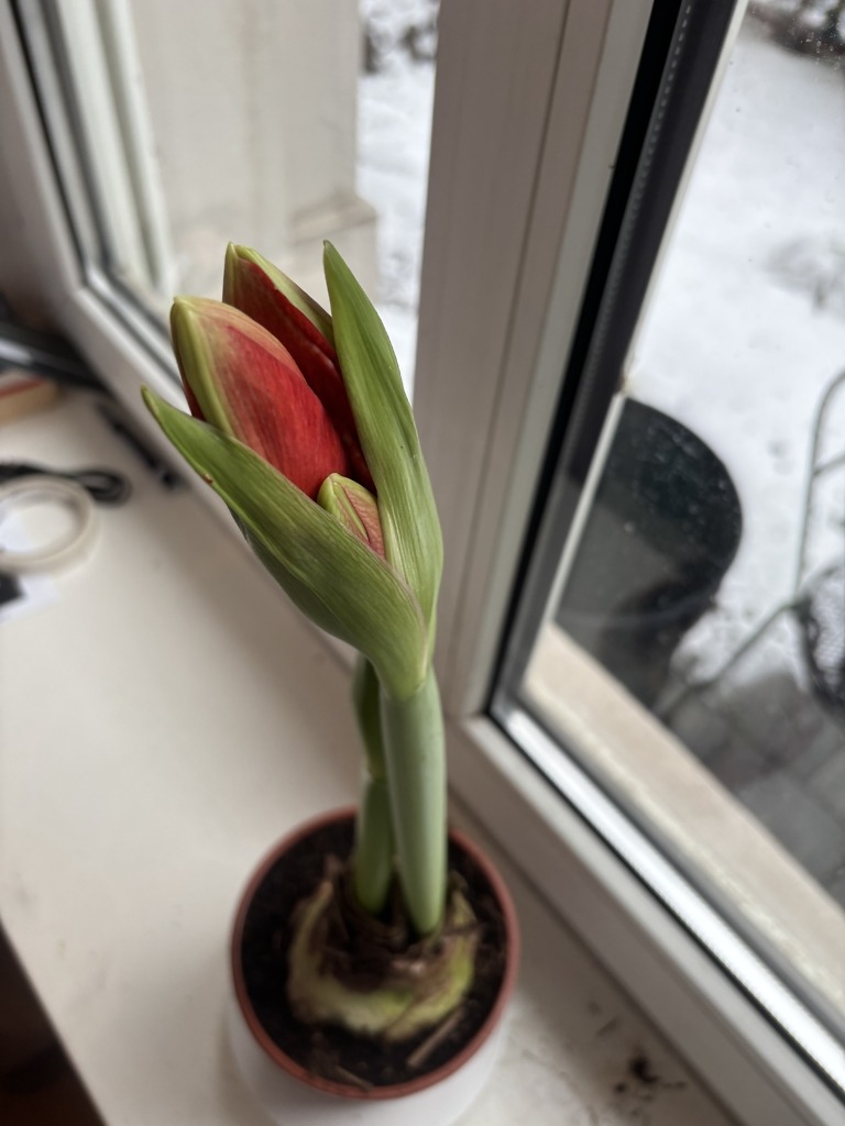 Knospende Amaryllis