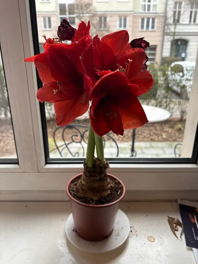 Amaryllis in full bloom